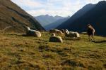 Ovce na jedné z horských pastvin v Pitztalu